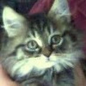 leannesheldon avatar