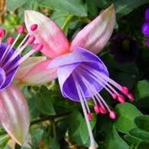 dianestarkusa avatar