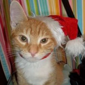 bluemoonalone avatar