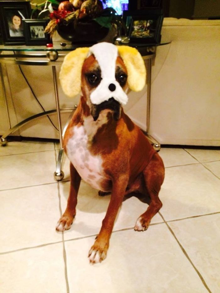 Adorable boxer dog with a funny mask, sitting in a living room.