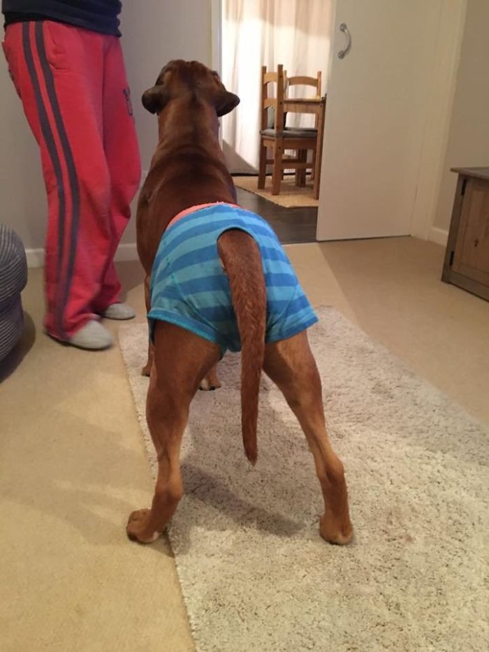 Boxer dog wearing blue shorts, standing in a room, showcasing its funny and adorable side.