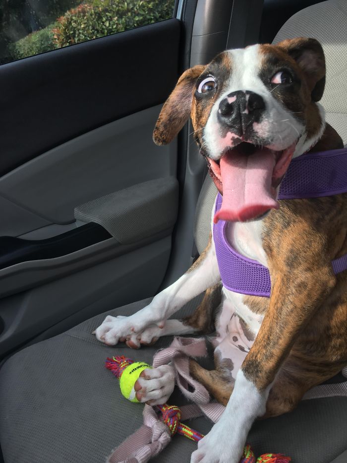 Boxer dog with a goofy expression sitting in a car seat with a toy and tennis ball.