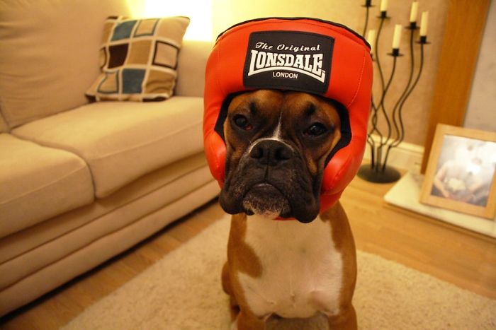 Boxer dog wearing a red boxing headgear sitting in a cozy living room.