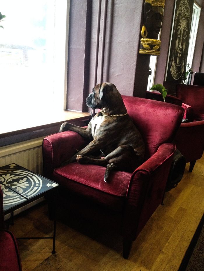 Boxer dog sitting upright in a red chair, looking out the window, showcasing its adorably quirky nature.