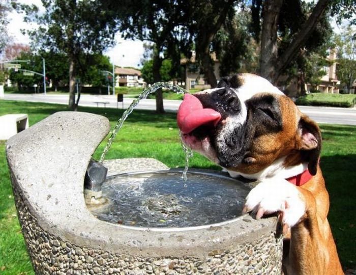 Boxer dog adorably drinking from a water fountain in a park, showcasing its playful and quirky nature.