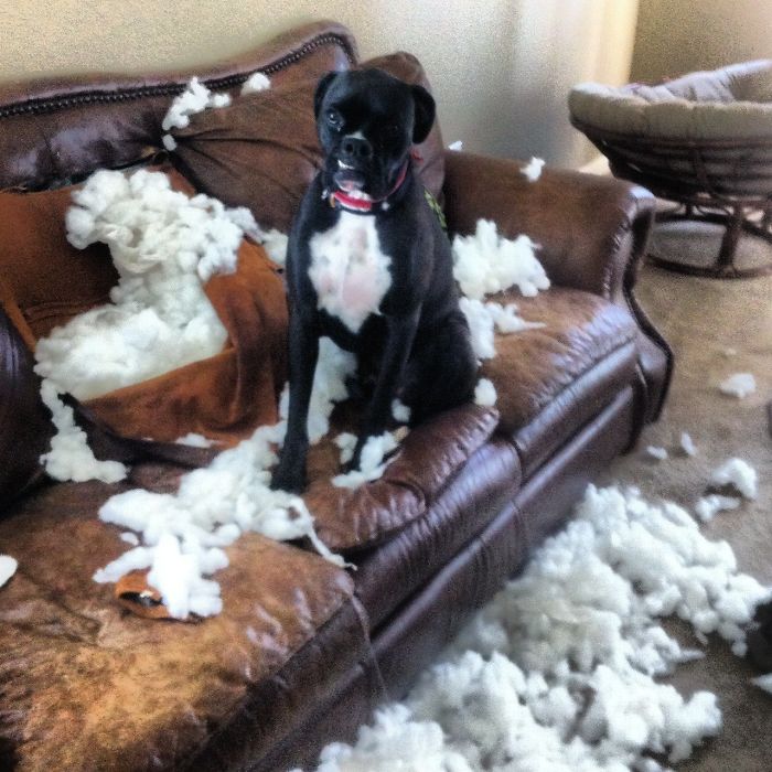 Boxer dog sitting on a couch surrounded by stuffing, showcasing its adorable yet quirky nature.