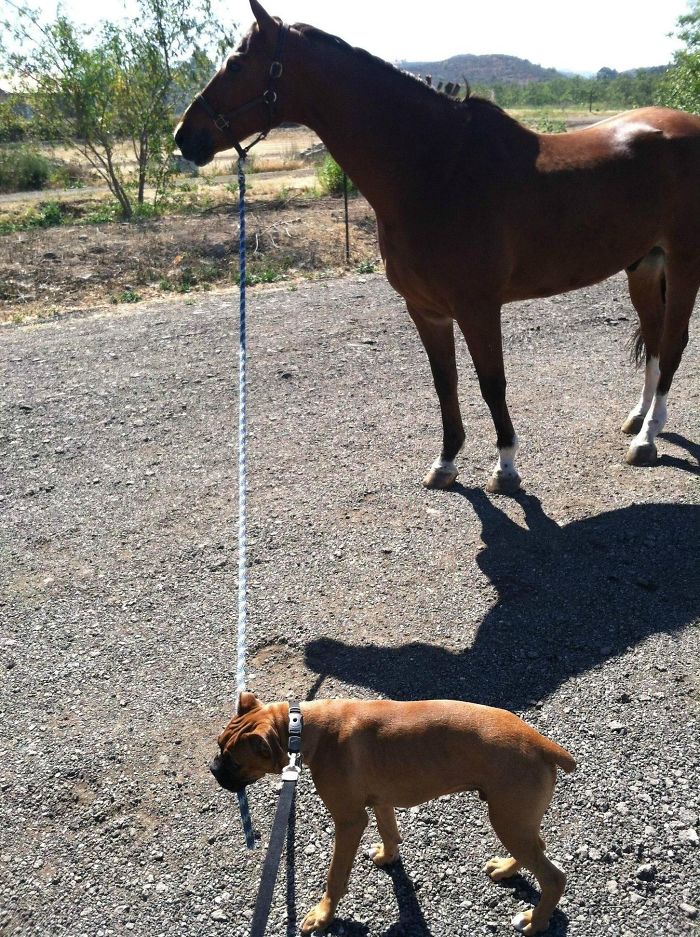 Boxer dog hilariously walking a horse with a leash on a sunny day.