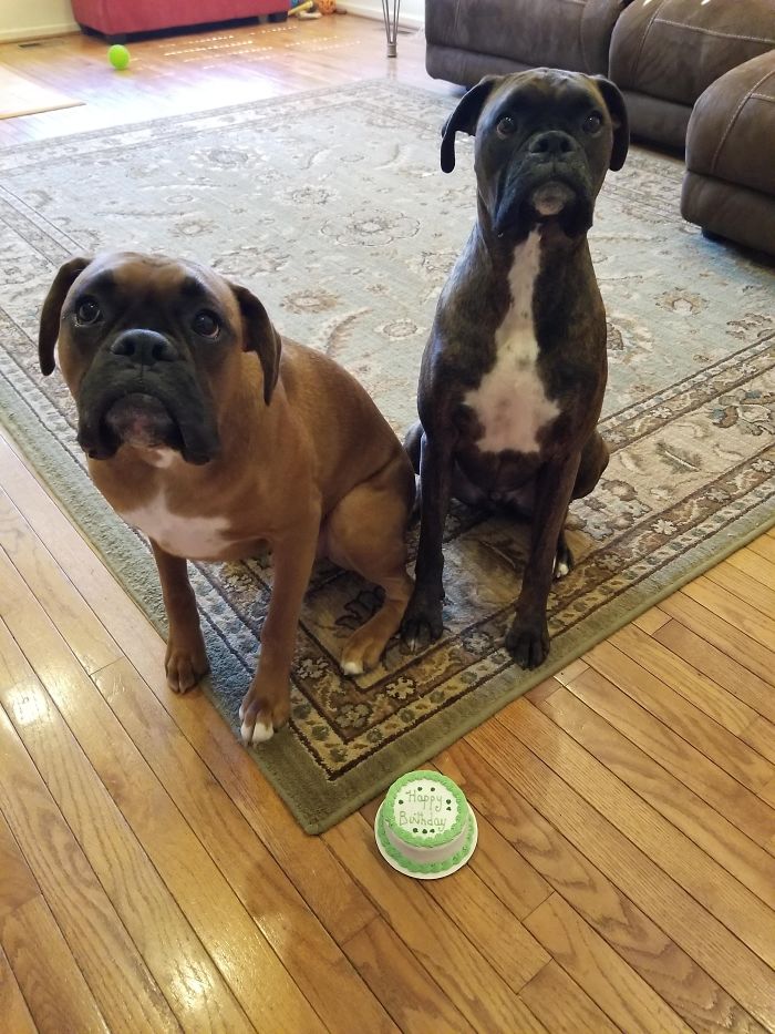 Two adorable boxers sit on a rug next to a small birthday cake in a cozy living room.