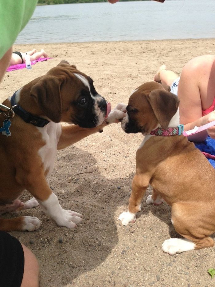 Two playful boxer puppies on a sandy beach, one touching the other's nose.