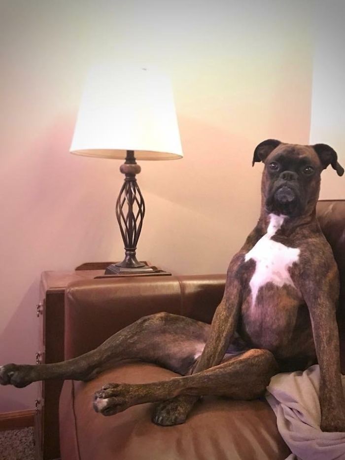 Boxer dog sitting humorously upright on a couch, next to a lamp, showcasing its adorable and quirky nature.