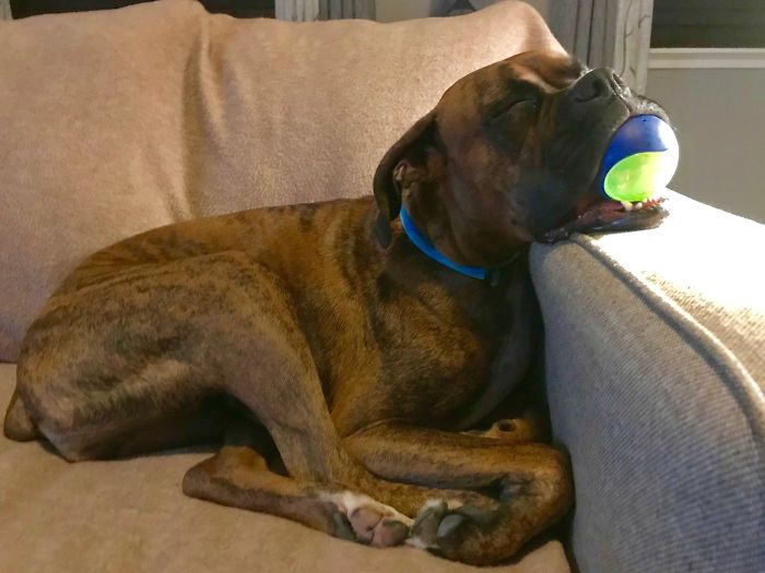 Sleeping Boxer dog with a toy in mouth on a beige sofa, showcasing adorable behavior.