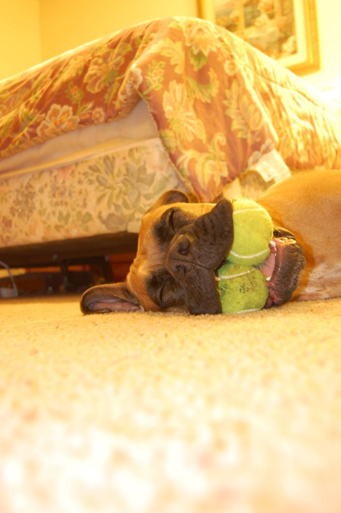 Boxer dog sleeping with three tennis balls in its mouth, demonstrating its weird yet adorable nature.