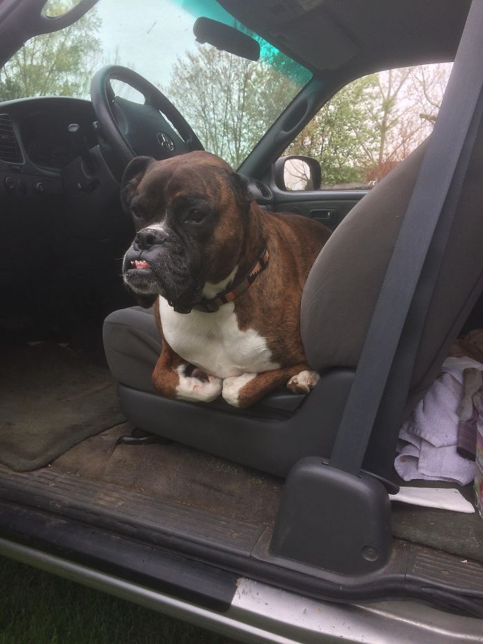 Boxer dog sitting awkwardly in a car, looking adorable and funny with its tongue out.