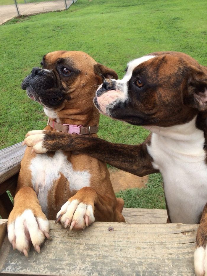 Two boxers on a wooden platform, playfully interacting with each other in a grassy area.