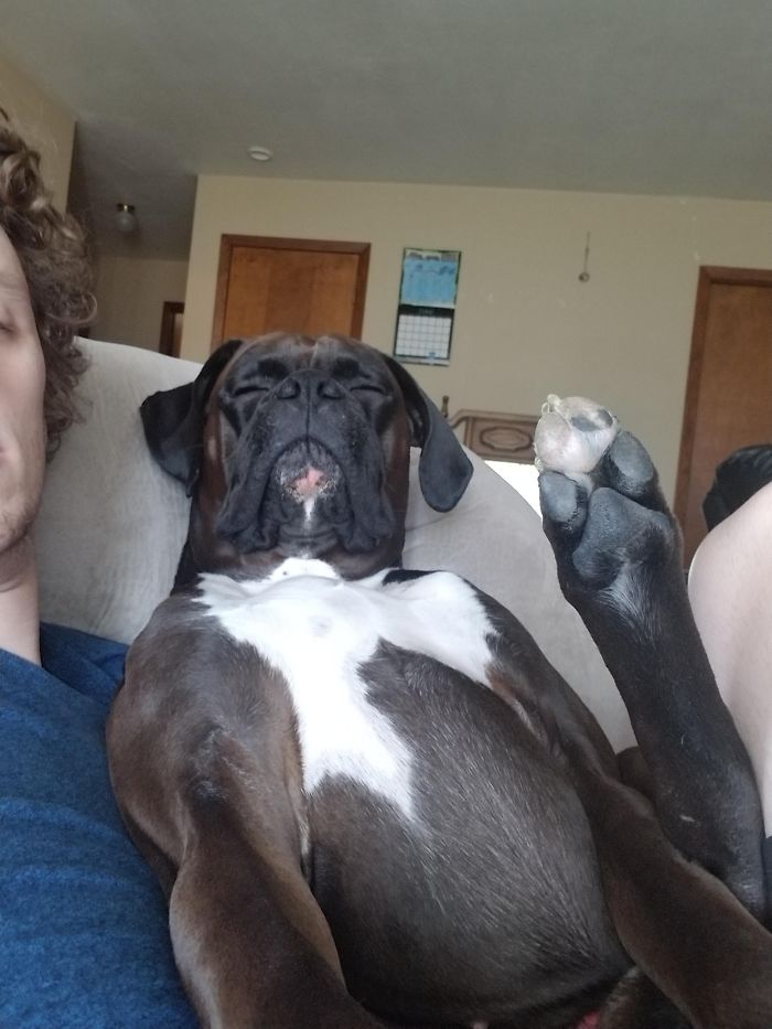 Boxer dog lounging hilariously on a couch, showcasing its unique and adorable personality.