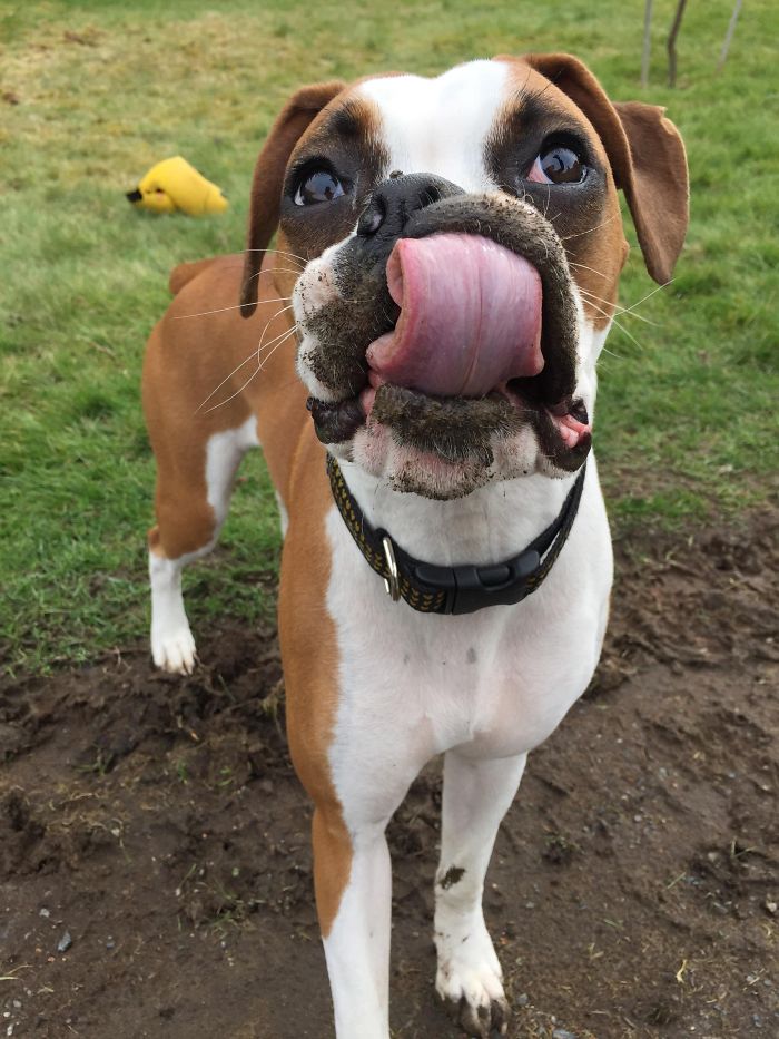 Boxer dog with a muddy face, tongue out playfully in a grassy yard, showcasing their adorable and quirky nature.