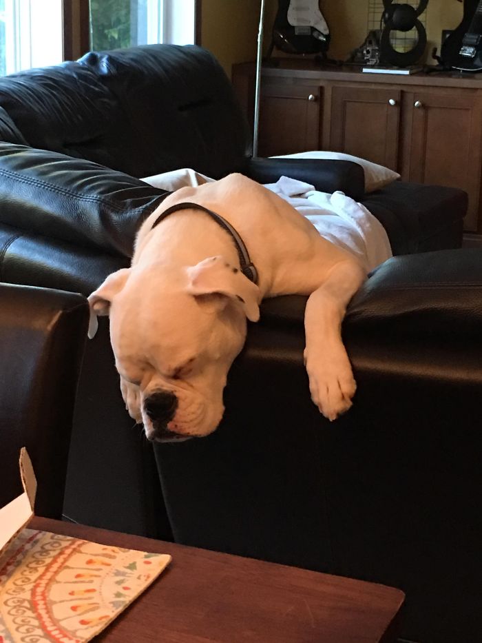 White Boxer dog adorably sleeping on a couch, showcasing its quirky and lovable nature.