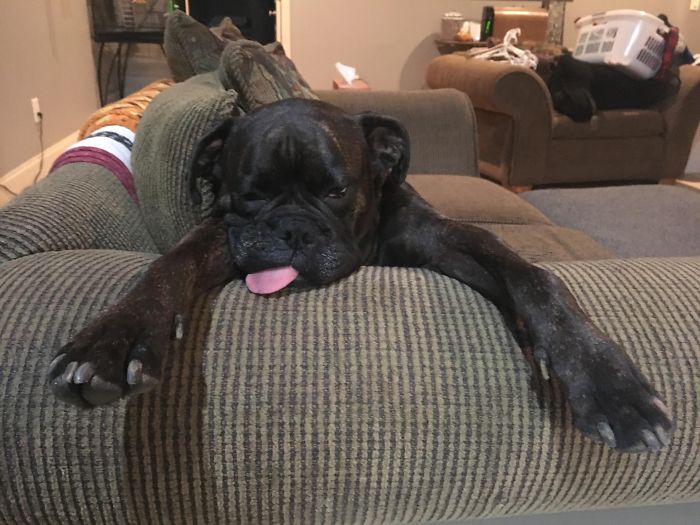 Boxer dog lounging adorably on a couch with its tongue out, showcasing its quirky and lovable nature.