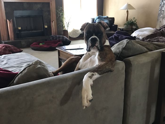 Boxer dog sitting on a couch in a living room, looking amusing and adorable.