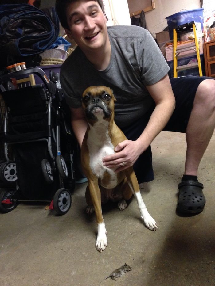 A man smiling with an adorable Boxer dog in a cluttered room.