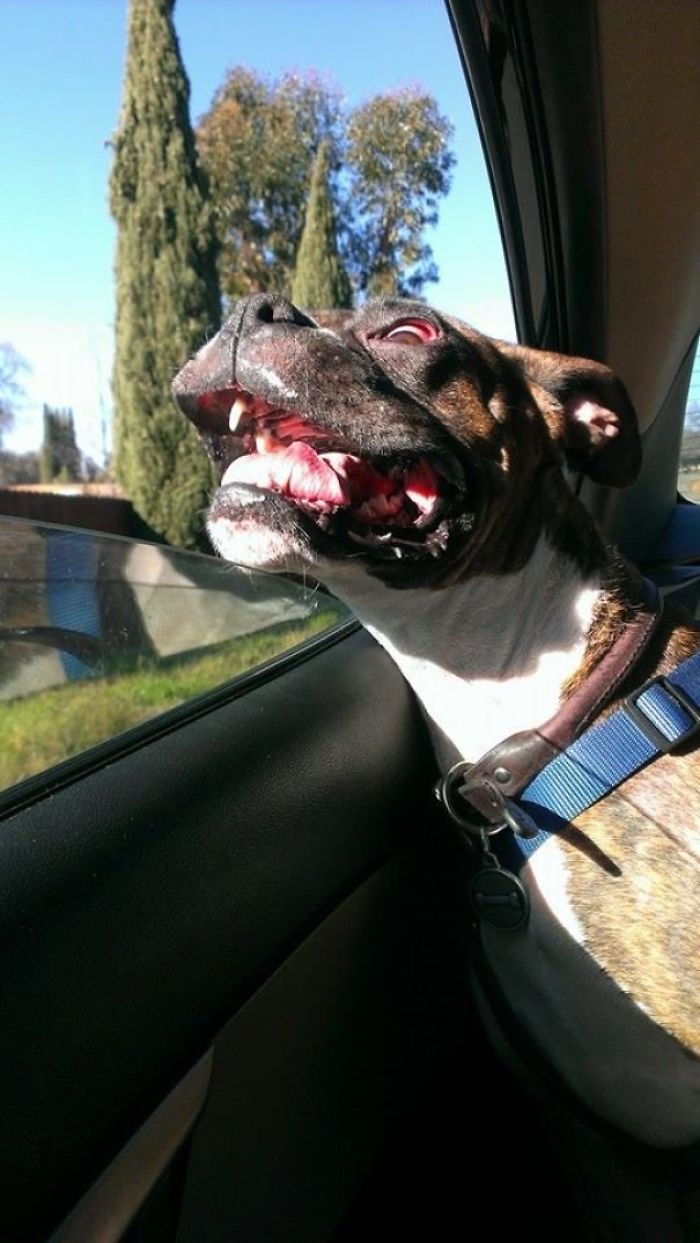 Boxer dog gleefully sticking head out of car window, showcasing its adorable and quirky nature.
