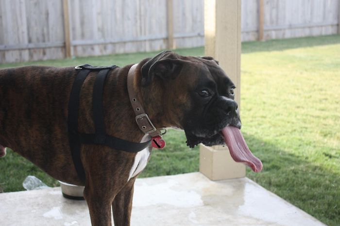 Boxer dog with a long tongue hanging out, standing on a patio with a grassy background.