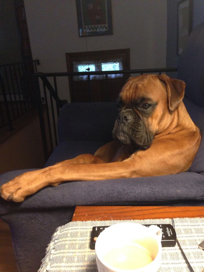 Boxer dog sitting on a couch with crossed paws, looking adorable and quirky, next to a coffee cup and remote control.