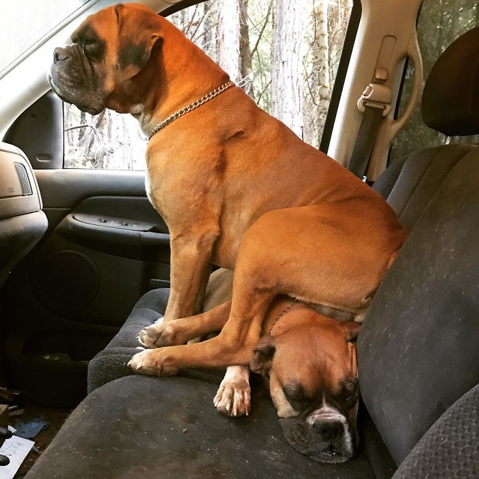 Two boxers in a car; one sitting awkwardly on the other, adding to their weird and adorable charm.