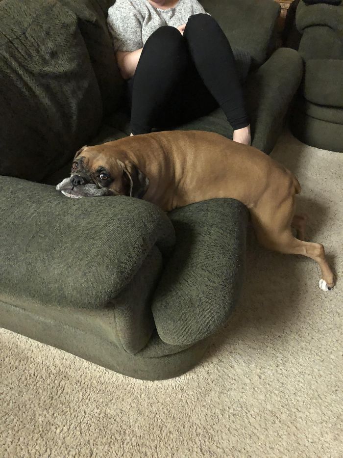 Boxer dog lounging awkwardly on a green couch beside a person, showcasing its quirky and adorable nature.
