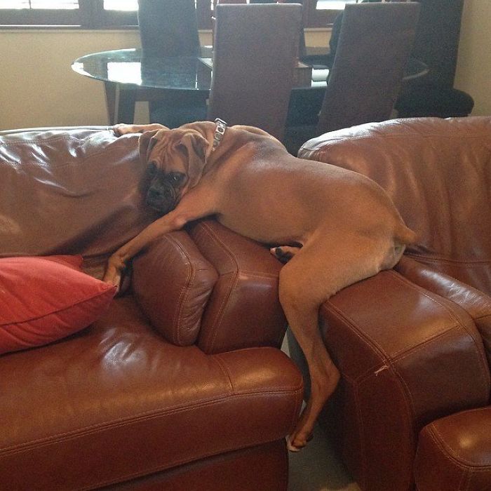 A boxer dog humorously sprawled across two leather couches, showcasing its adorable and quirky behavior.