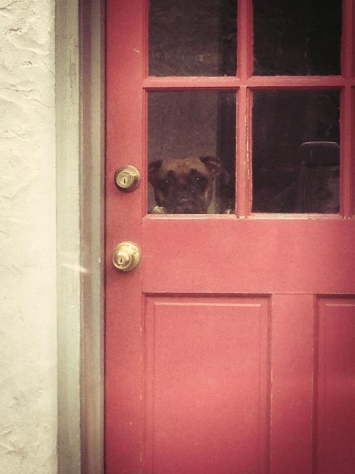 Boxer dog adorably peeking through a red glass door, capturing its quirky charm.