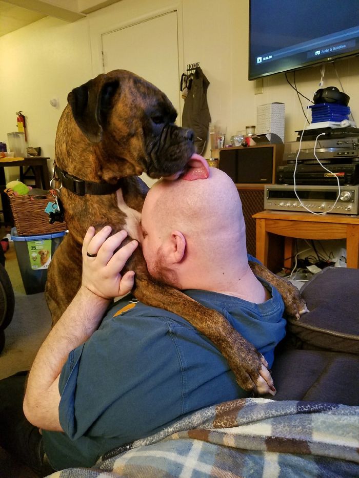 Boxer dog licking a bald man's head while being cuddled on the couch, showcasing unique and adorable behavior.