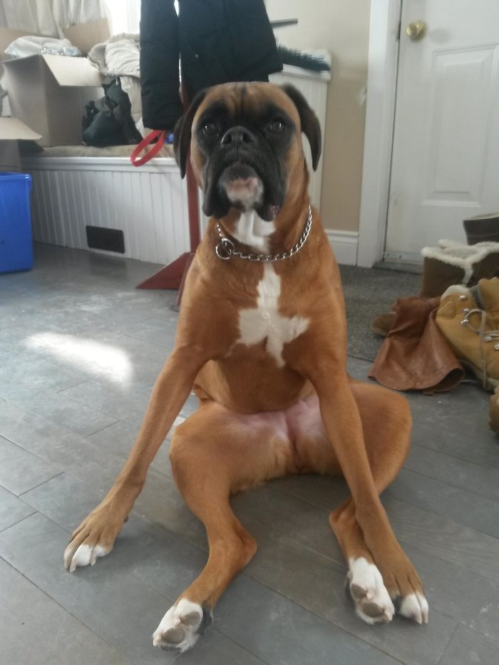 Boxer dog sitting in a funny pose on the floor, showcasing its adorable and quirky nature.