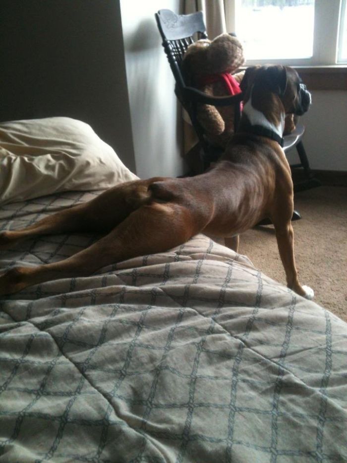 Boxer dog in a silly pose, stretched out on a bed, demonstrating its quirky and adorable nature.
