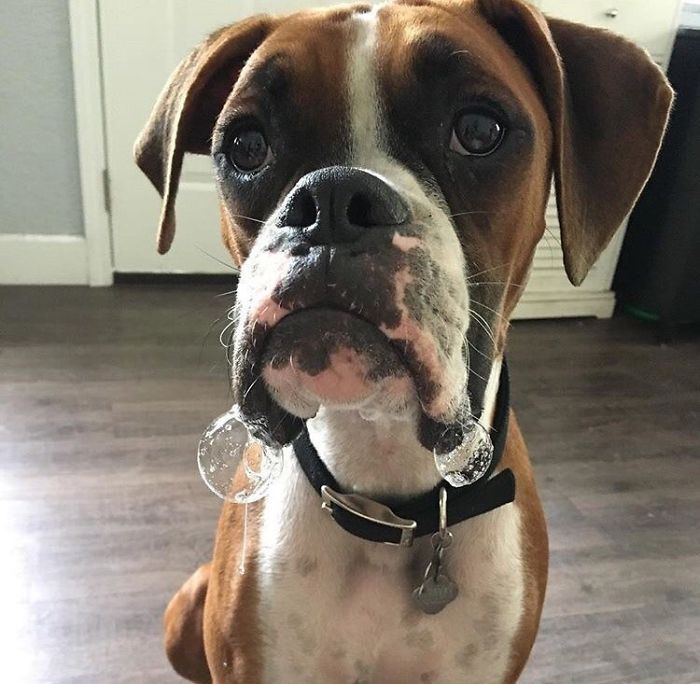 Boxer dog making adorable face with bubbles on its chin, showing its quirky and lovable personality.