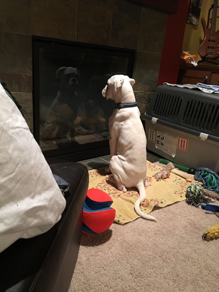 A white boxer dog sitting and looking at its reflection in a glass door, surrounded by toys.