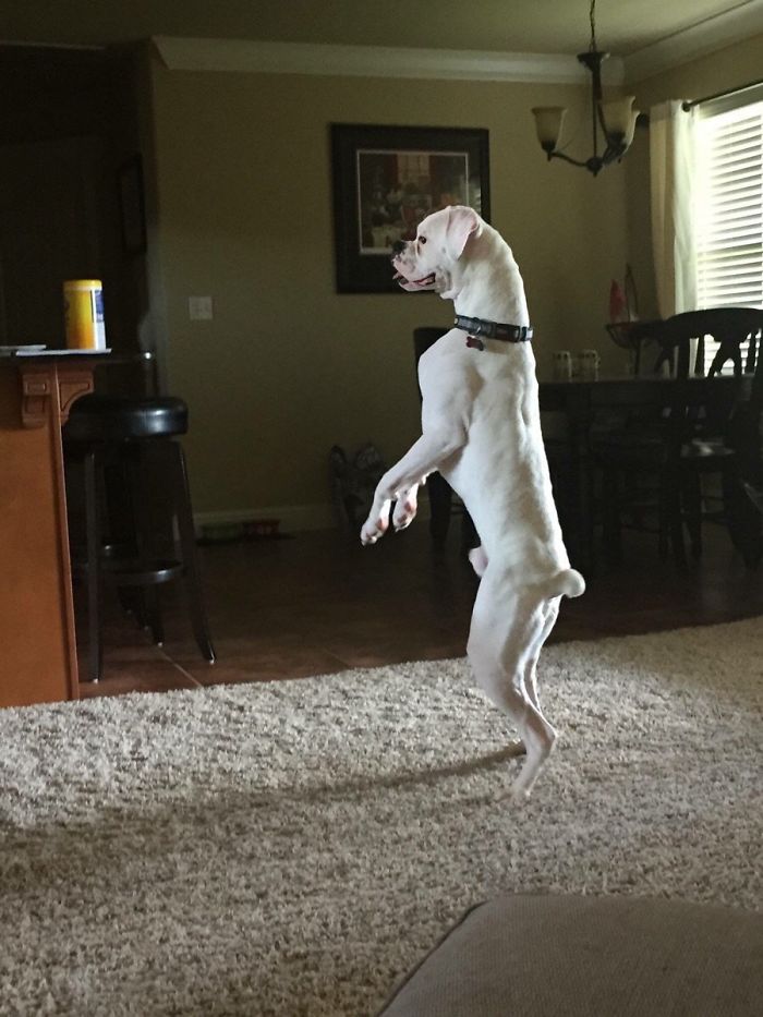 A Boxer dog amusingly stands upright on hind legs in a living room.