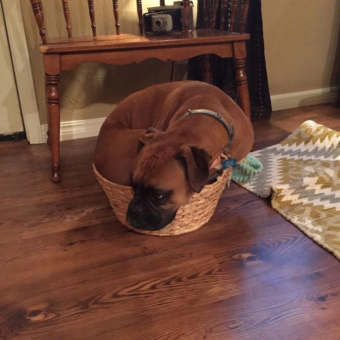 A boxer dog comically squeezed into a small wicker basket on a wooden floor.