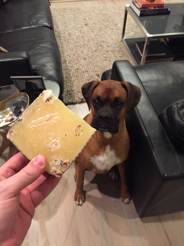 Boxer dog looking curiously at a piece of cheese in a person's hand, showcasing its adorable and quirky nature.