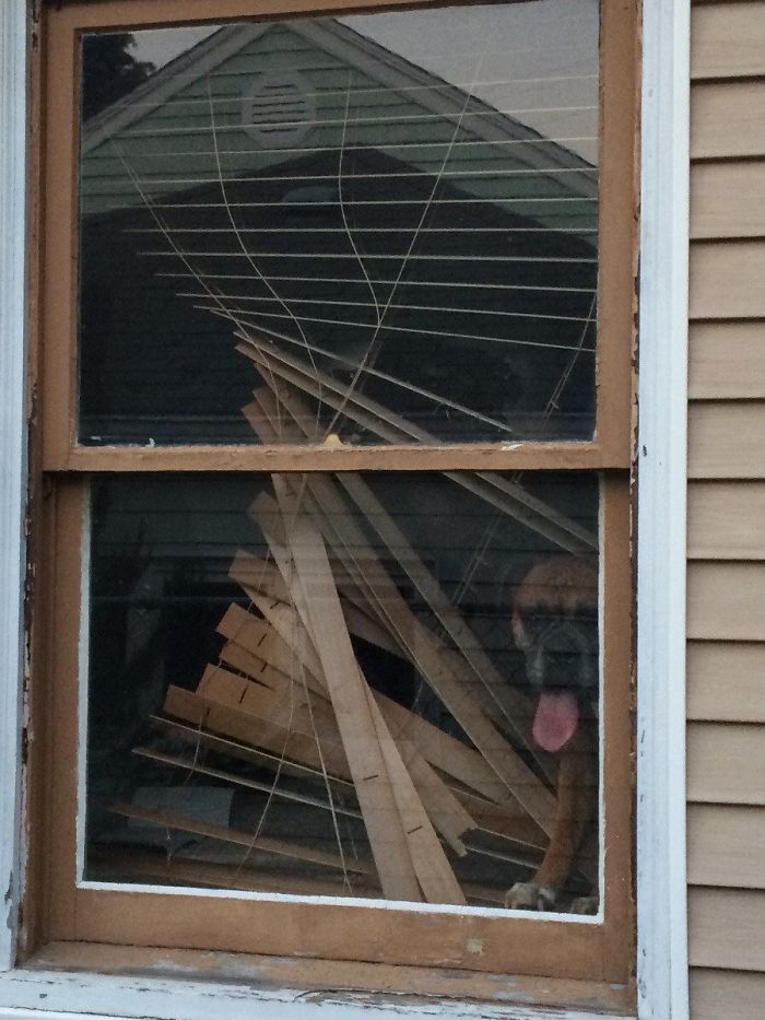 Boxer dog peeking through a window with tangled blinds, showing its playful and adorable nature.