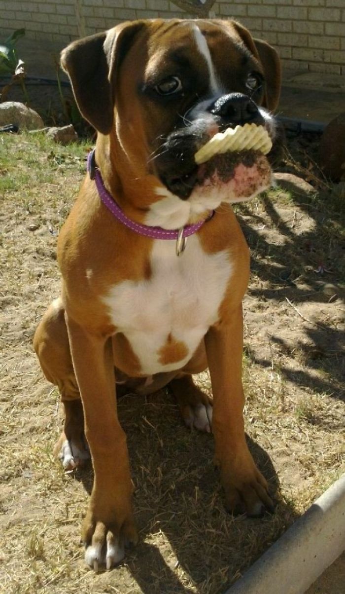 Playful boxer dog with a crisp in its mouth, sitting on grass and wearing a purple collar.