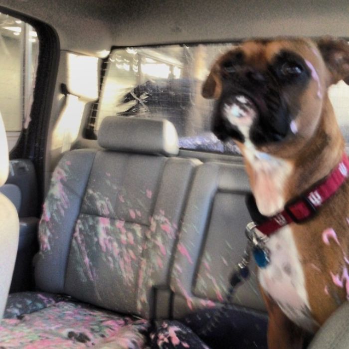 Boxer dog covered in paint inside a car, showcasing their adorable and quirky nature.