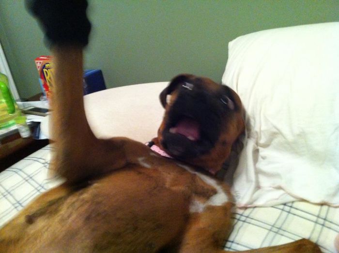 A boxer dog making a funny face while lying on a bed, showcasing its adorable and quirky nature.