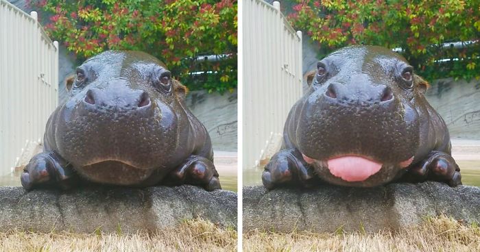 175 Of The Most Adorable Animal Mlems” Ever”