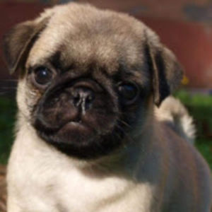 aveonrodriguez avatar