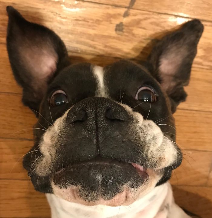 A boxer dog lying on its back with a silly expression on a wooden floor.