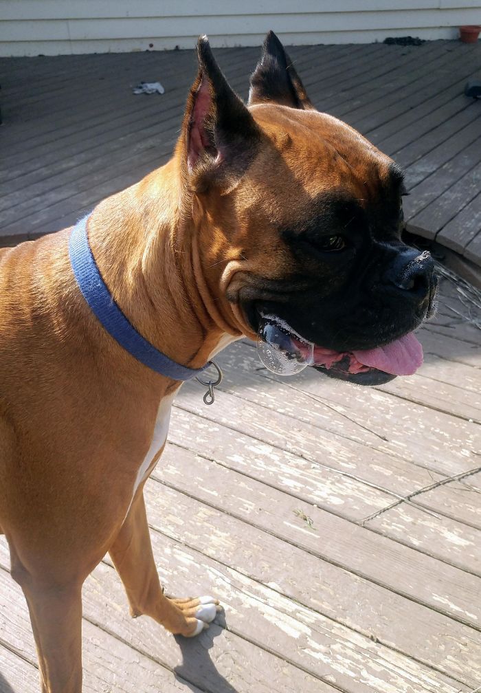 Boxer dog standing on a wooden deck, wearing a blue collar, looking adorable with its tongue out.