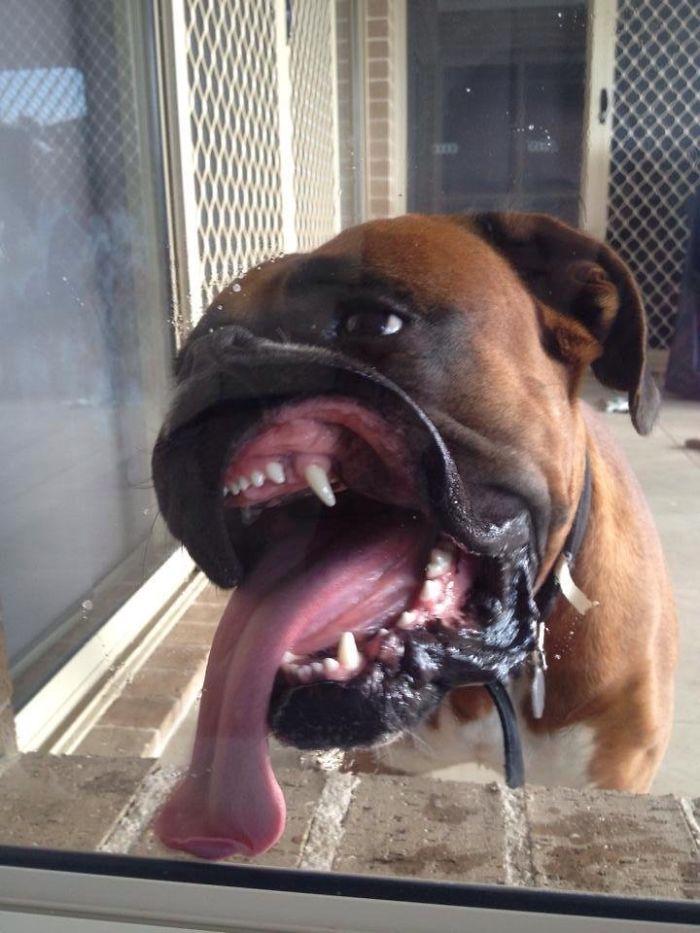 A boxer dog making a silly face with its tongue and nose pressed against a glass door.