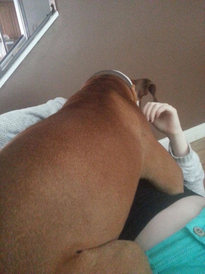 Boxer dog sitting awkwardly on a person's lap, showcasing its adorable and quirky nature.