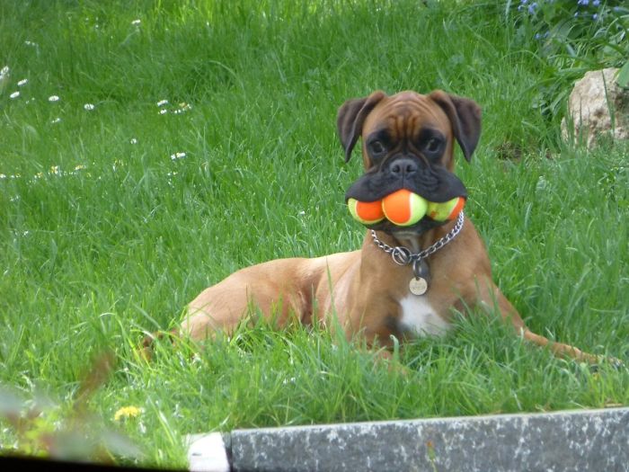 Boxer dog lying on grass with a colorful toy ball in its mouth, looking adorable and weird.